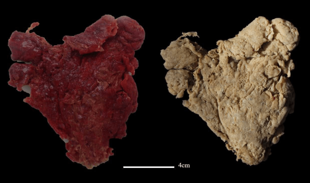 Polycapus rubrum, una de las especies recién descritas.
