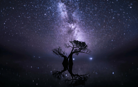 Ganadores del Premio de Fotografía de Manglares: así es la vida en estos ecosistemas