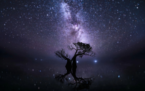 Ganadores del Premio de Fotografía de Manglares: así es la vida en estos ecosistemas