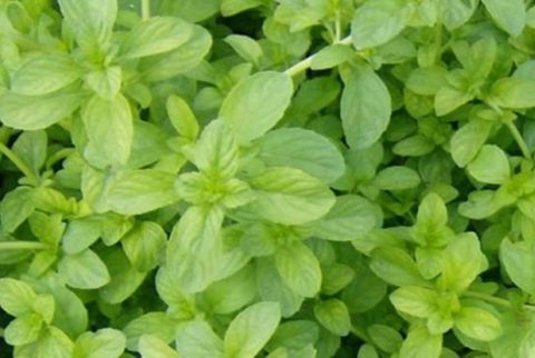 Poleo: de dónde es, para qué sirve y por qué es clave en la jardinería colombiana
