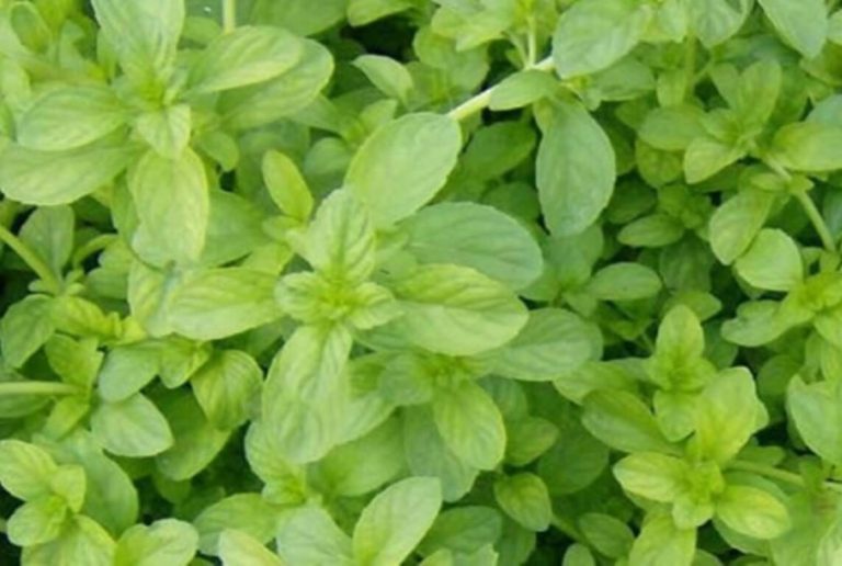 Poleo: de dónde es, para qué sirve y por qué es clave en la jardinería colombiana