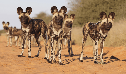 Perro salvaje africano recorre 2.300 km, la mayor distancia de un mamífero del continente