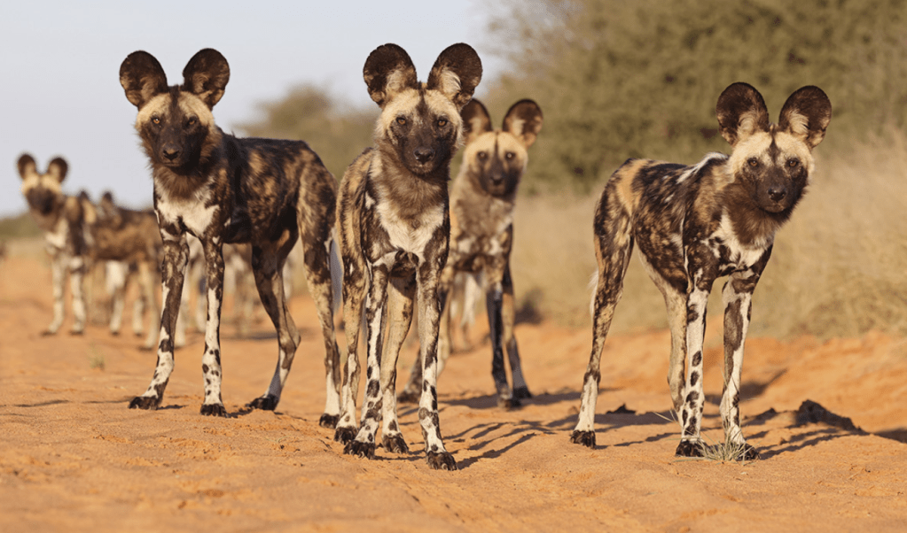 Los perros salvajes africanos tienen largas y musculosas patas y una resistencia que les permiten recorrer largas distancias.