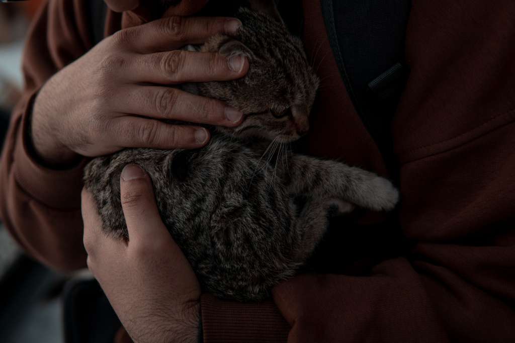 Gatita fue abandonada con un hueso expuesto y una grave infección en Barranquilla