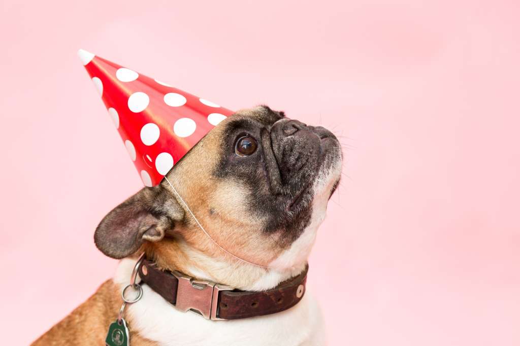 Perro cumpleaños