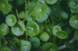 ¿Para qué sirve la centella asiática, dónde se consigue y propiedades de esta planta?