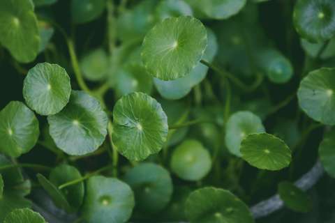 ¿Para qué sirve la centella asiática, dónde se consigue y propiedades de esta planta?