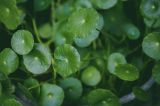 ¿Para qué sirve la centella asiática, dónde se consigue y propiedades de esta planta?