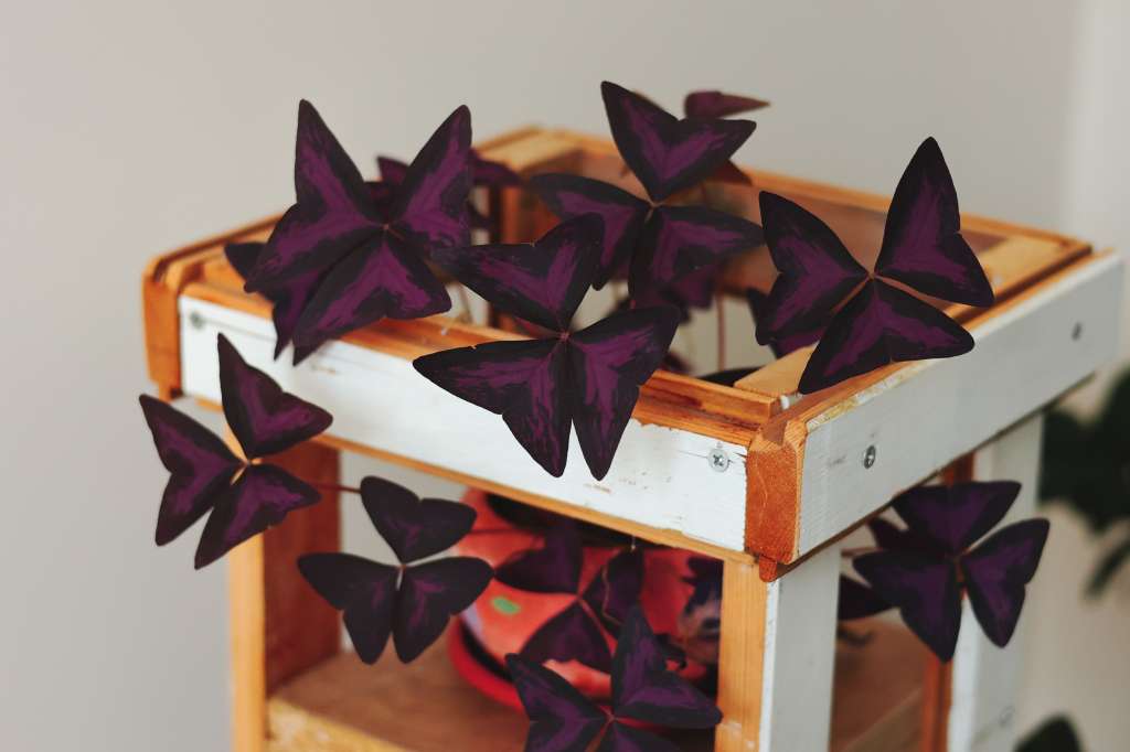 trébol morado o planta mariposa