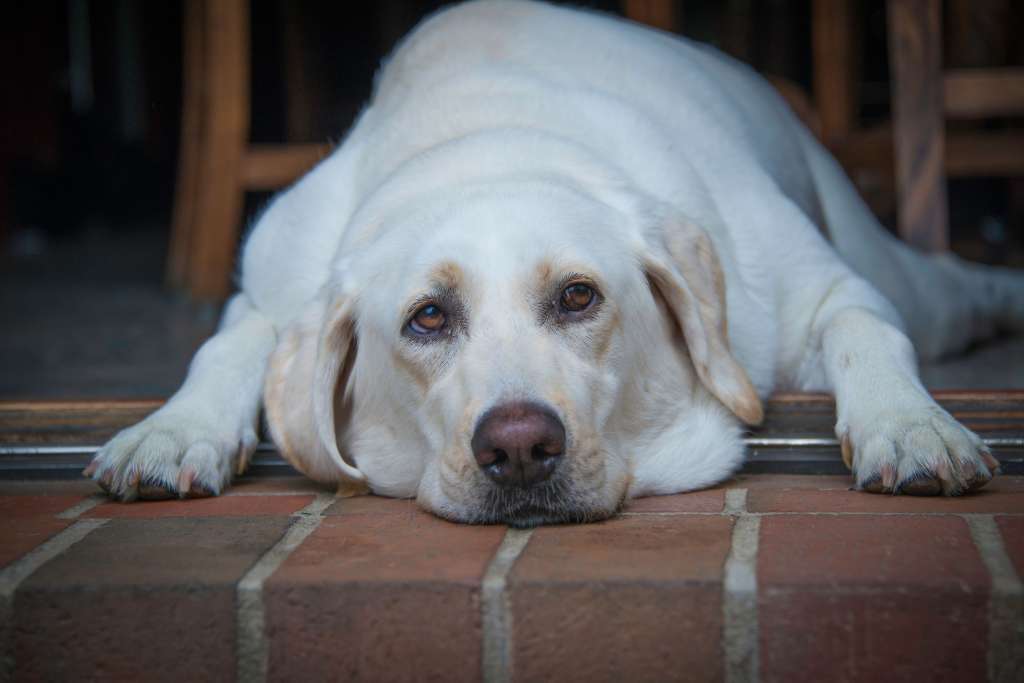 ¿Cómo hacer que mi perro baje de peso? Siga estas recomendaciones