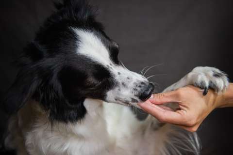 Galletas de chocolate para perros: receta fácil para celebrar Amor y Amistad