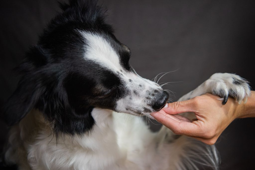 Galletas de chocolate para perros: receta fácil para celebrar Amor y Amistad