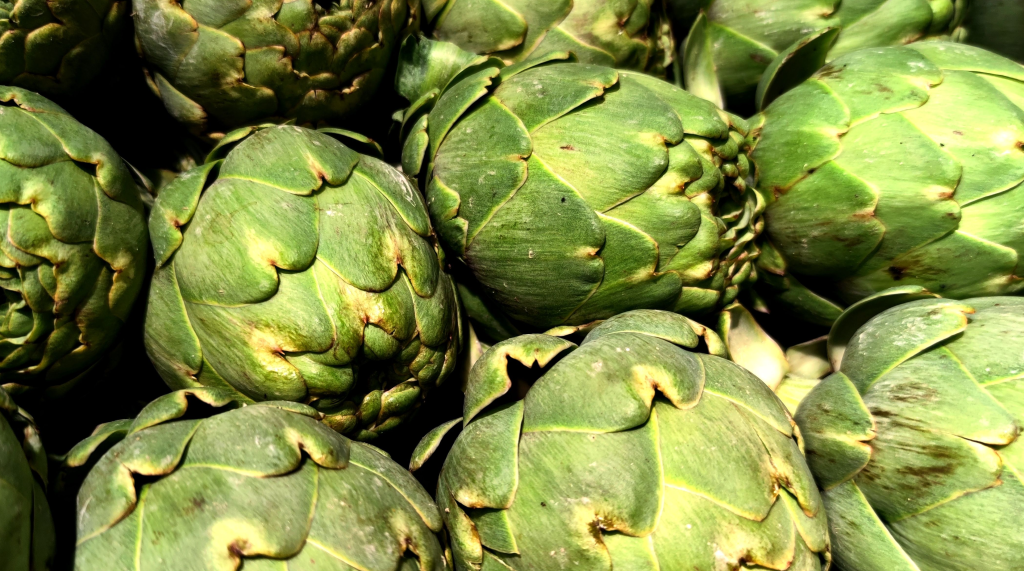 La alcachofa es un verdura comestible que contribye al cuidado del hígado y econtrol del colesterol, entre otros beneficios.