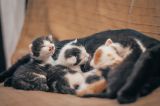 Gata adopta y amamanta a unos gatitos abandonados como si fueran sus hijos