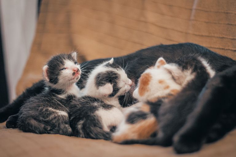 Gata adopta y amamanta a unos gatitos abandonados como si fueran sus hijos