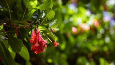 Rompeplatos: la curiosa planta andina que crece cerca de Bogotá