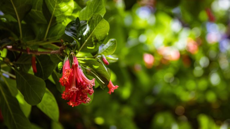 Rompeplatos: la curiosa planta andina que crece cerca de Bogotá