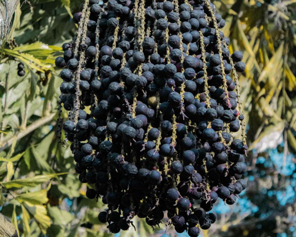 Lo que quizá no sabía es que este pequeño fruto oscuro tiene mucho más que ofrecer que su sabor.