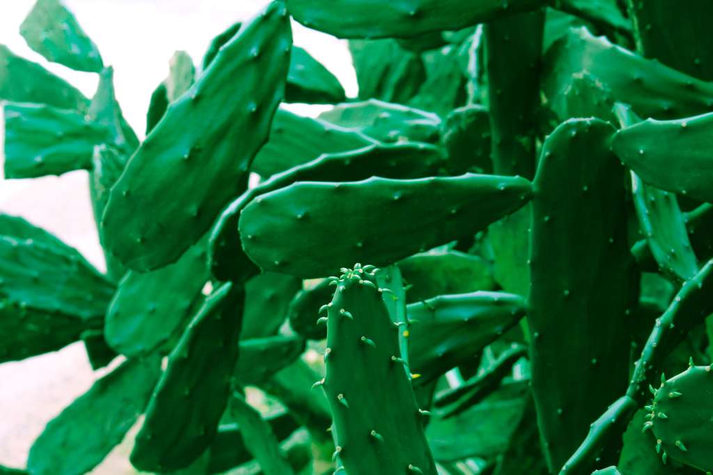 El nopal también tiene una historial larga en colombia de usos y tradiciones.