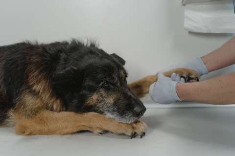 ¿Cómo preparar un botiquín de primeros auxilios para perros y gatos?