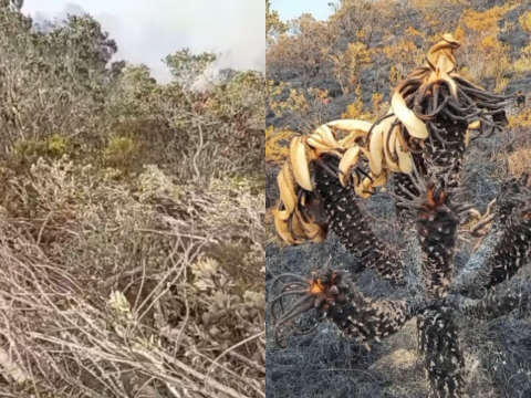 Incendio forestal en Buga ya afecta 1.500 hectáreas y preocupa por el agua de Tuluá