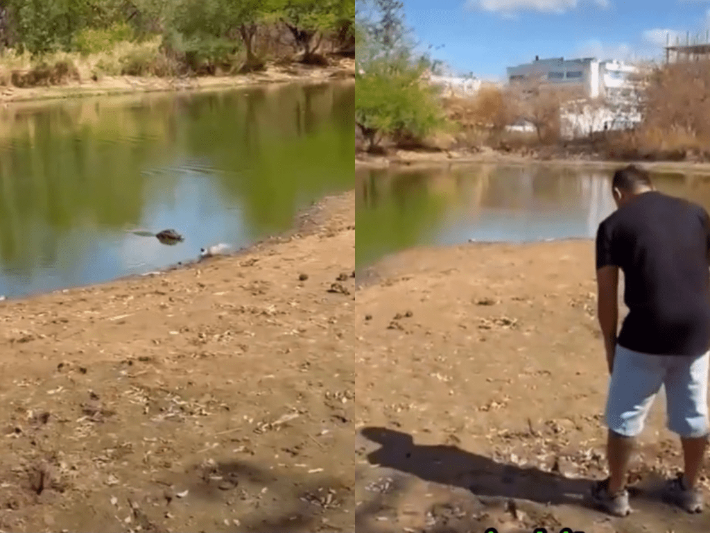 Investigan agresión contra una babilla en la Laguna del Curíbano