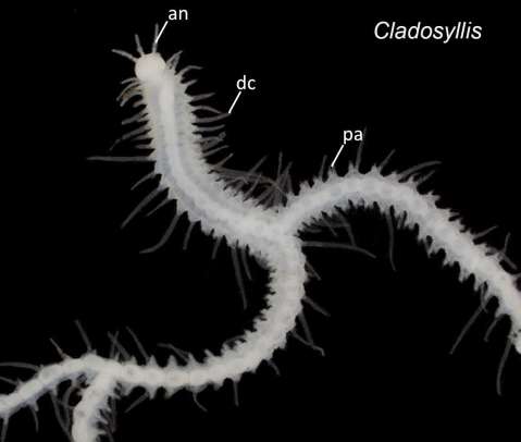 Descubren 10 nuevas especies de extraños gusanos marinos que se ramifican como árboles