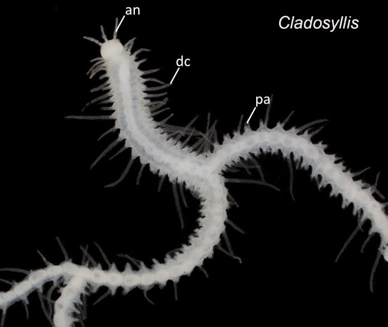 Descubren 10 nuevas especies de extraños gusanos marinos que se ramifican como árboles