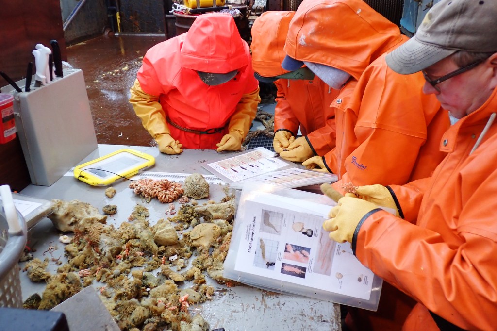 El equipo analizó especímenes que habían sido recolectados durante los muestreos anuales del Centro de Ciencias Pesqueras de Alaska.
