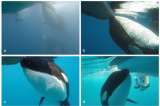 ¿Qué hay detrás de los “ataques” de orcas a embarcaciones en Portugal y España?