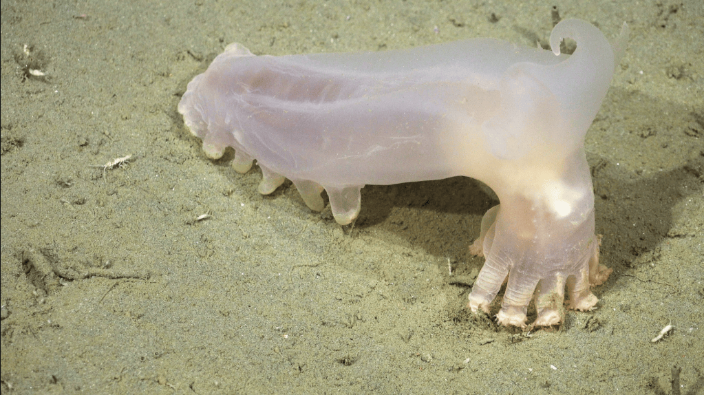 En fotos: Descubren 57 nuevas especies marinas en los cañones submarinos de Argentina