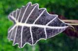 Plantas de hojas negras: 5 especies fáciles de cuidar para darle un giro elegante a su casa