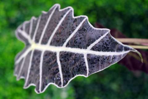 Plantas de hojas negras: 5 especies fáciles de cuidar para darle un giro elegante a su casa