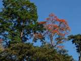 ¿Cuál es el árbol cuyas flores son rojas y es muy común en los cafetales de Colombia?