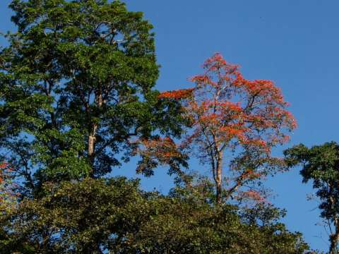 ¿Cuál es el árbol cuyas flores son rojas y es muy común en los cafetales de Colombia?
