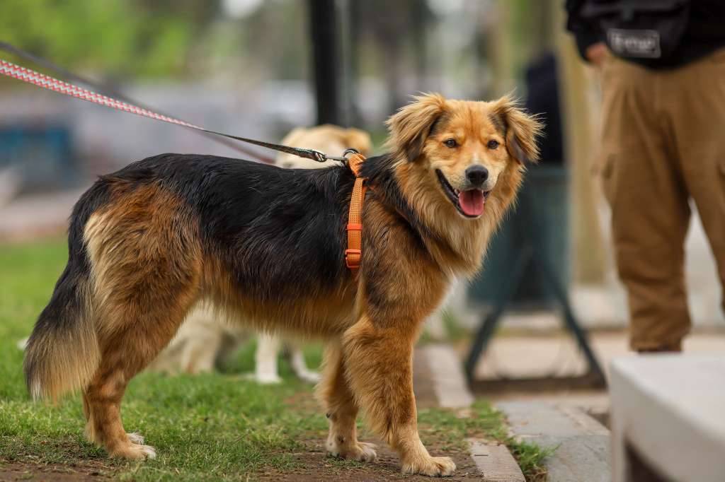 Morocho, el perrito que pasó horas atrapado en un río y ahora es “embajador” de la adopción