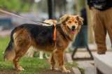 Morocho, el perrito que pasó horas atrapado en un río y ahora es “embajador” de la adopción