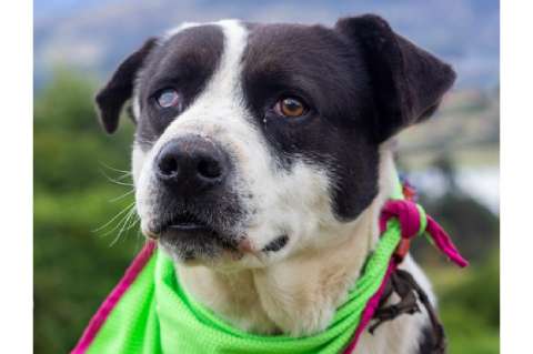 Bruno fue abandonado y un gato le cambió la vida: ahora busca una familia