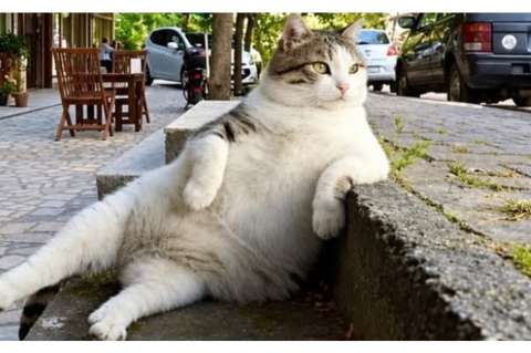 En esta ciudad hay una estatua que vecinos exigieron para recordar a un gato callejero