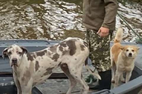 En medio de inundaciones, Armada Paraguaya rescata a 4 mascotas devolviéndoles la esperanza