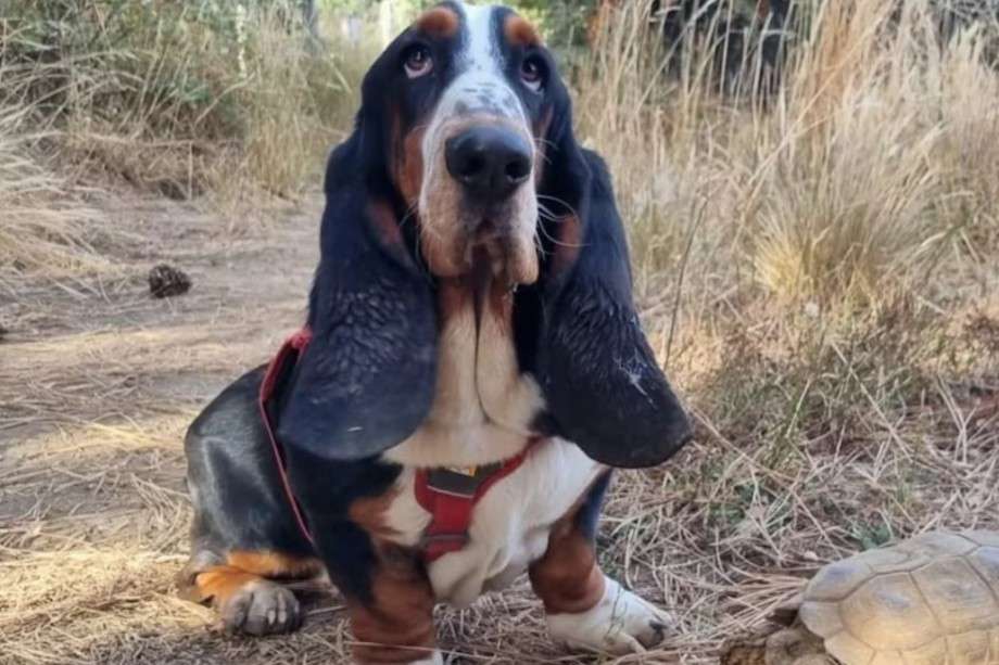 Humboldt es de raza Basset Hound, tiene dos años y forma parte del equipo voluntario de Darwin Conservation en la Patagonia.