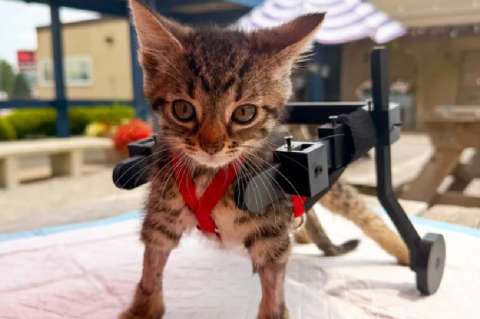 Gelato, el gatito que volvió a caminar gracias a una silla de ruedas con carritos de juguete