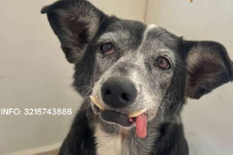 Vampirita ya casi no tiene dientes y camina despacio, pero aún espera un hogar que la elija