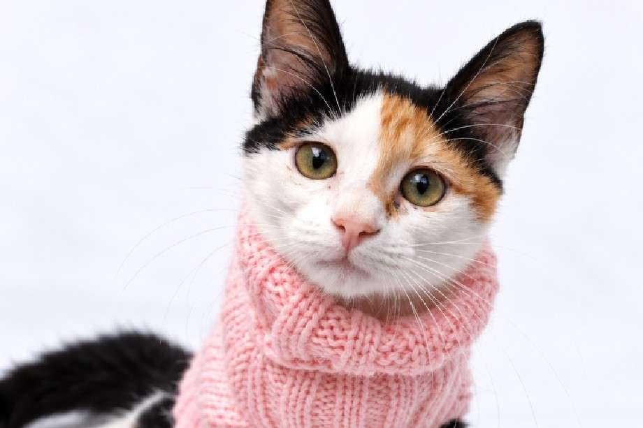 Adoptar a Ilusión es abrir el corazón a un amor sin condiciones ni barreras.