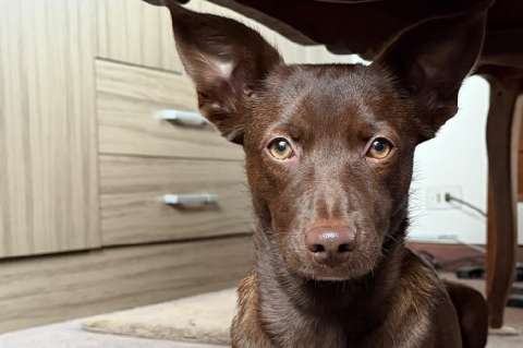 Ayúdanos a encontrar a Canela: la vieron por última vez en La Candelaria