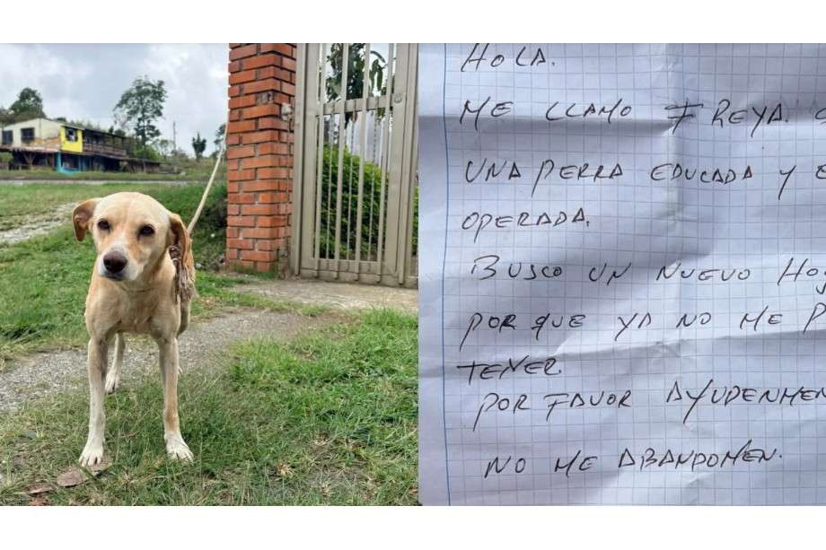 Freya fue encontrada en la vía Armenia-Pereira junto a una nota que decía: “Por favor, ayúdenme, no me abandonen”. Hoy busca una familia responsable.