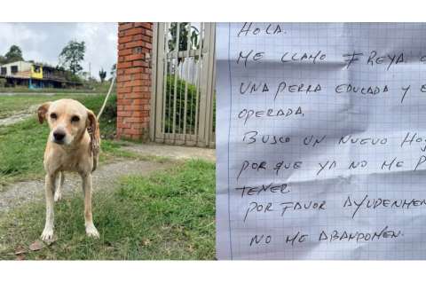 “Ayúdenme, no me abandonen”: la nota con la que dejaron a perrita amarrada en una carretera