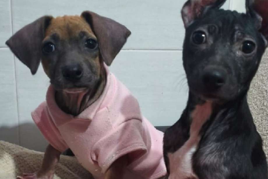 Tras superar 45 días de hospitalización y vencer al moquillo, el Refugio Como Perros y Gatos requiere la colaboración de 60 personas.