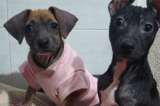 Pitaya y Marañón superaron el moquillo, pero necesitan ayuda para cubrir sus gastos médicos