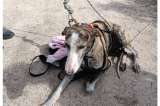 Rescatan a un perro de un pozo de ocho metros en un presunto caso de maltrato animal